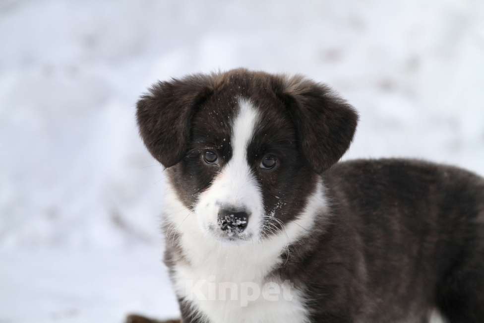 Собаки в Москве: Вельш корги кардиган-девочка Девочка, Бесплатно - фото 5