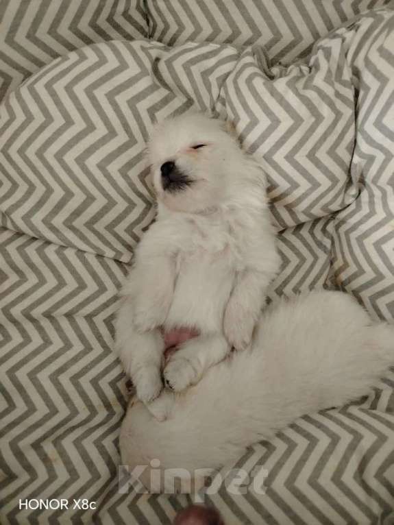 Собаки в Новосибирске: Сладкие мишки Девочка, 30 000 руб. - фото 3