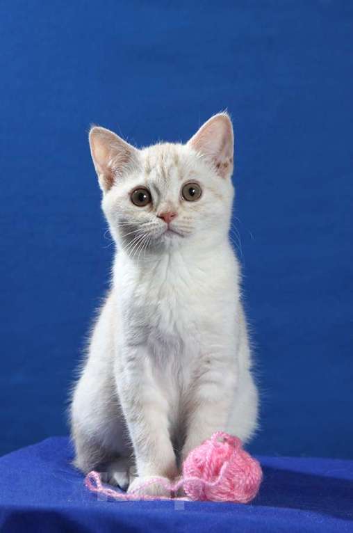 Кошки в Москве: Британская кошечка 3 месяца Девочка, 10 000 руб. - фото 4