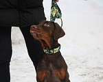 Собаки в Лысьве: Купить щенка добермана Пермь Мальчик, 110 000 руб. - фото 2