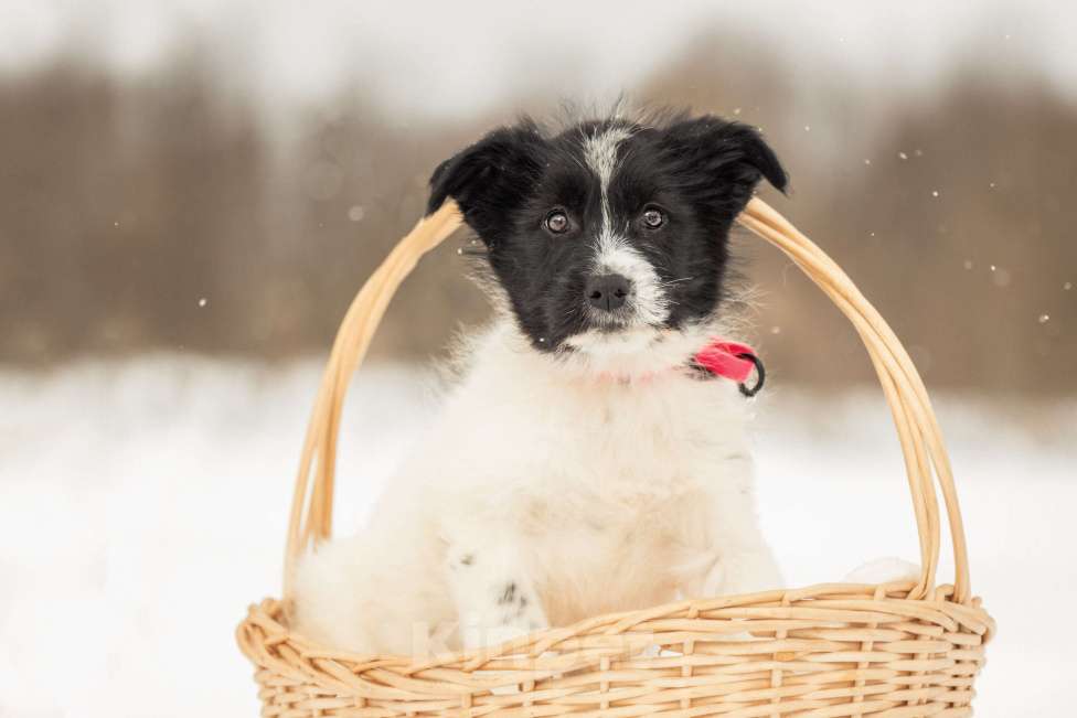Собаки в других городах Московской области: Щенок в добрые руки Девочка, Бесплатно - фото 9