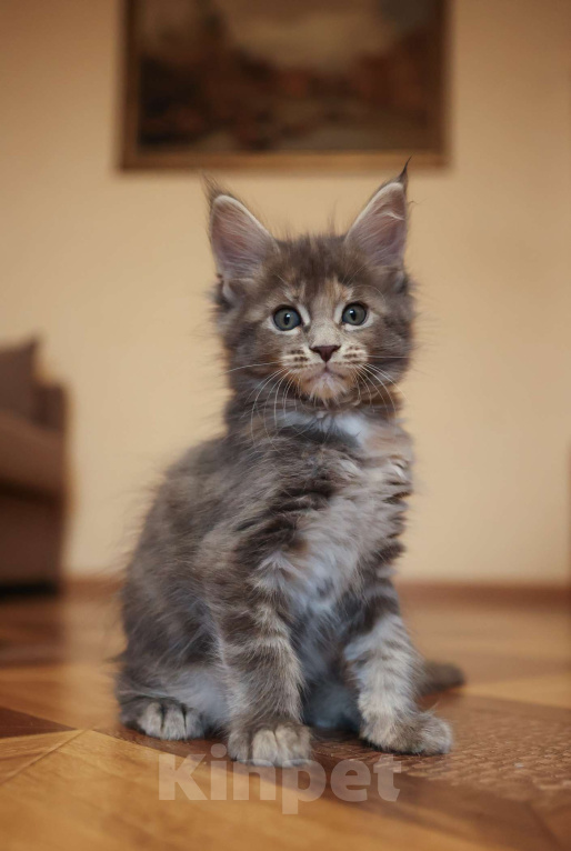 Кошки в Москве: Котенок мейн-кун Девочка, 55 000 руб. - фото 1