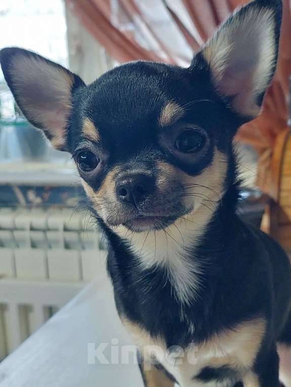 Собаки в Омске: Девочка чихуахуа Девочка, Бесплатно - фото 1
