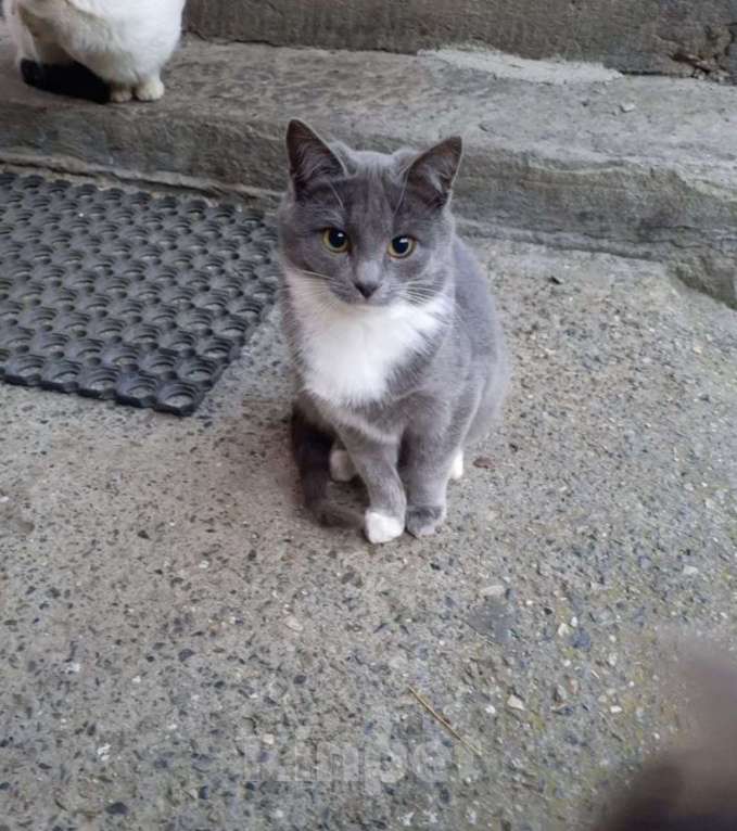 Кошки в других городах Владимирской области: Котята подростки в добрые руки Девочка, Бесплатно - фото 1