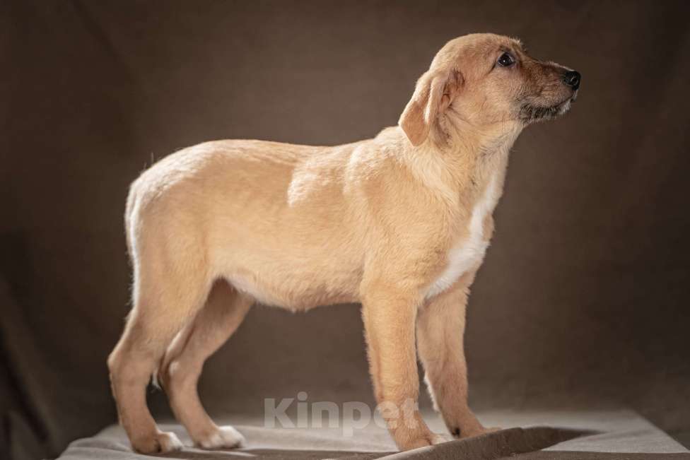 Собаки в Клине: Мейси — жизнерадостная шалунья подарит вам много радости Девочка, Бесплатно - фото 7