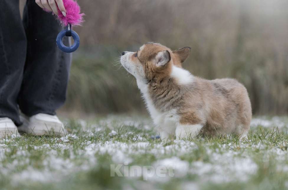 Собаки в Нижнем Новгороде: Щенки вельш корги пемброк Девочка, 60 000 руб. - фото 9
