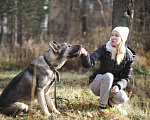 Собаки в других городах Московской области: Грей ищет верного хозяина Мальчик, Бесплатно - фото 6
