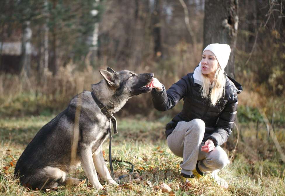 Собаки в других городах Московской области: Грей ищет верного хозяина Мальчик, Бесплатно - фото 6