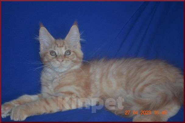 Кошки в Волгограде: Котята мейн-кун - для души и разведения Мальчик, 15 000 руб. - фото 1
