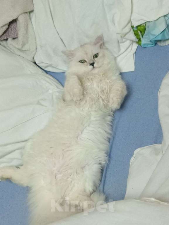 Кошки в Новосибирске: Котенок мальчик  Мальчик, 5 000 руб. - фото 7