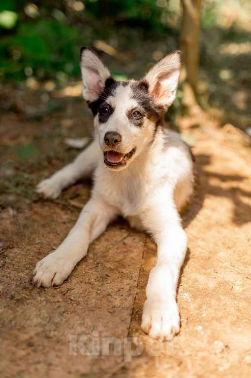 Собаки в Москве: Щенки метисы овчарки в добрые руки Девочка, 1 руб. - фото 8