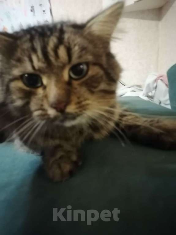 Кошки в Воронеже: Пожалуйста, найдите котика! Мальчик, 1 000 руб. - фото 1