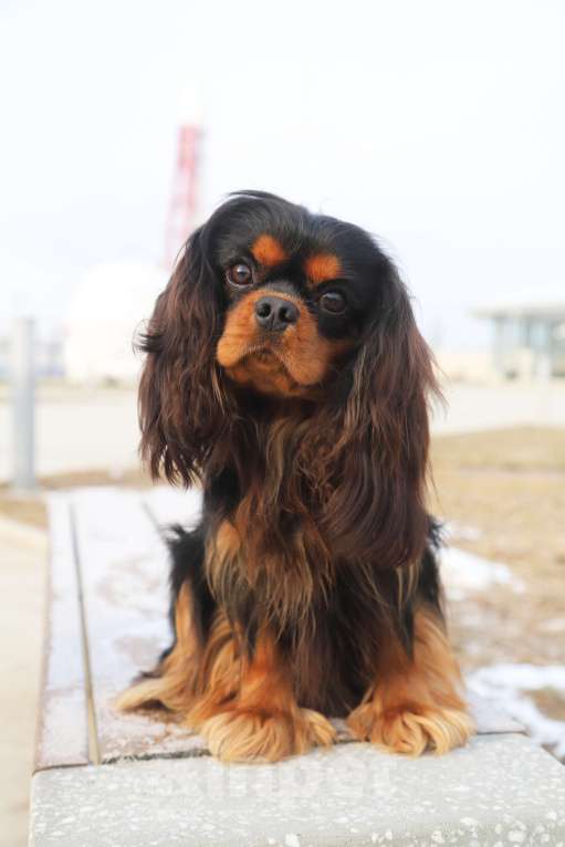 Собаки в Феодосии: Шикарный кобель  ККЧС на вязку Мальчик, 20 000 руб. - фото 3