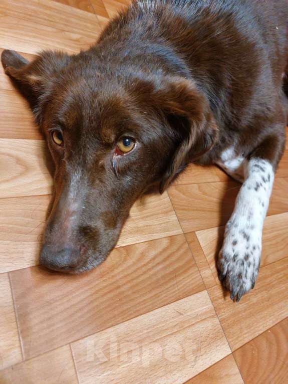 Собаки в Москве: Каштанка ищет дом или передержку Девочка, Бесплатно - фото 4