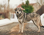 Собаки в Лосином-Петровском: Аракс валентинка в добрые руки Мальчик, Бесплатно - фото 7