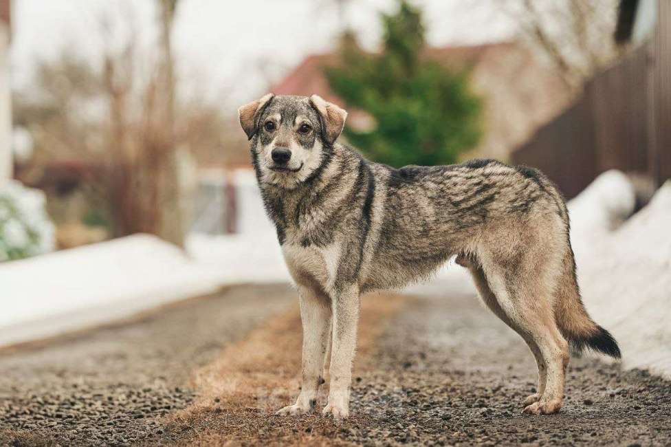 Собаки в Лосином-Петровском: Аракс валентинка в добрые руки Мальчик, Бесплатно - фото 7