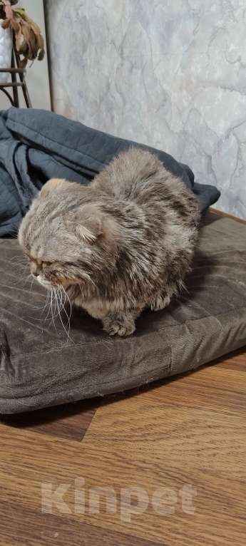 Кошки в Химках: Потеряшка на Молодежной 54 Девочка, Бесплатно - фото 2