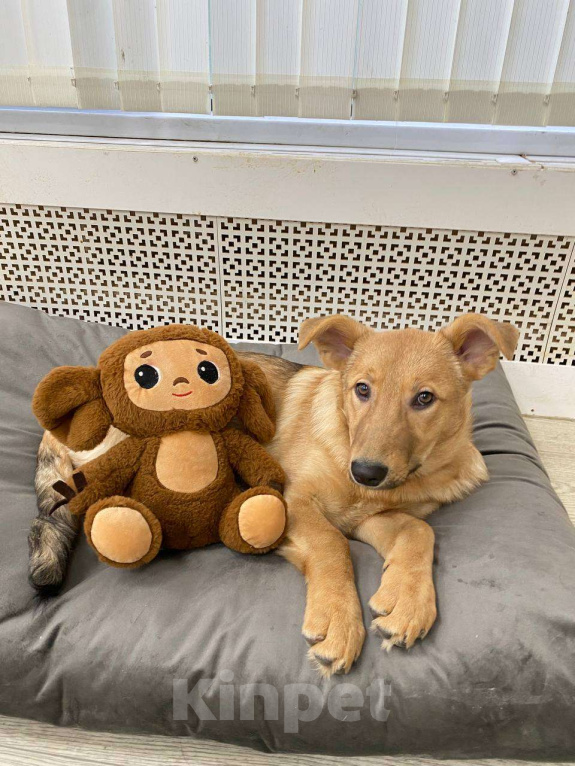 Собаки в Москве: Щенки бесплатно в Москве Девочка, Бесплатно - фото 3