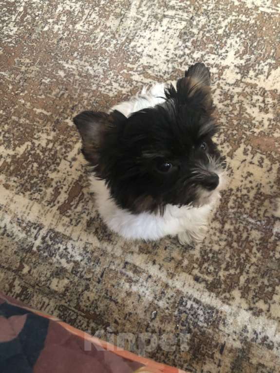 Собаки в Солнечногорске: Очаровательная девочка Девочка, 35 000 руб. - фото 1