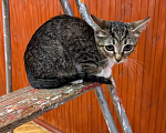 Кошки в Москве: Котёнок Гаечка ищет дом Девочка, Бесплатно - фото 7
