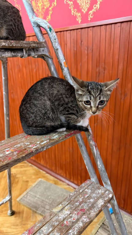 Кошки в Москве: Котёнок Гаечка ищет дом Девочка, Бесплатно - фото 7