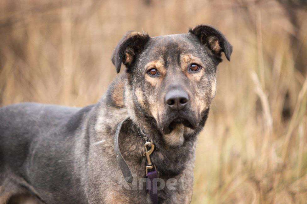 Собаки в Москве: Статный метис босерона Грей в добрые руки Мальчик, Бесплатно - фото 7