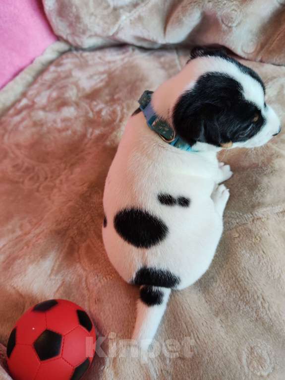 Собаки в Волгограде: Щенок Джек Рассел терьер  Мальчик, 20 000 руб. - фото 4