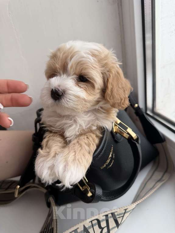 Собаки в Иваново: Той-пудель мальчик Мальчик, 90 000 руб. - фото 7