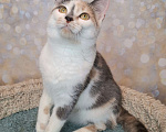 Кошки в Москве: Голубо-кремовая трехцветная кошка в добрые руки Девочка, Бесплатно - фото 10