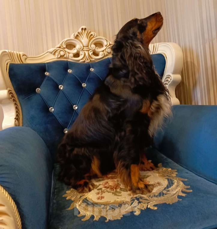 Собаки в Москве: Русский охотничий спаниель, вязка Мальчик, Бесплатно - фото 1