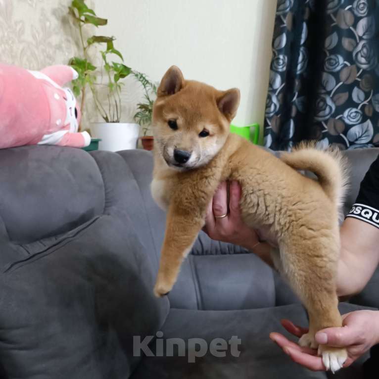 Собаки в Кирове:  Щенки сиба ину  Мальчик, 35 000 руб. - фото 6