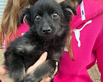 Собаки в Краснодаре: в добрые руки Девочка, 1 руб. - фото 2
