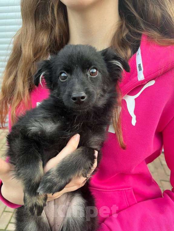 Собаки в Краснодаре: в добрые руки Девочка, 1 руб. - фото 2