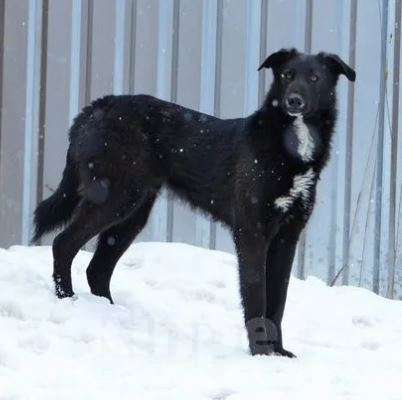 Собаки в Москве: Лавр Мальчик, Бесплатно - фото 2