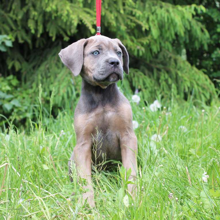 Собаки в Брянске: Предлагаются щенки Кане Корсо Девочка, 50 000 руб. - фото 3