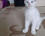 Кошки в Снежногорске: котята мейн кун с документами, 12 000 руб. - фото 2