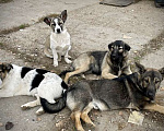 Собаки в Москве: Щенки коротколапики в дар, Бесплатно - фото 2
