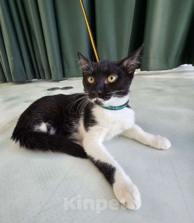 Кошки в Москве: Смайлик  Мальчик, Бесплатно - фото 4