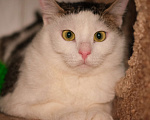 Кошки в Санкт-Петербурге: Кошка ищет дом Девочка, Бесплатно - фото 4