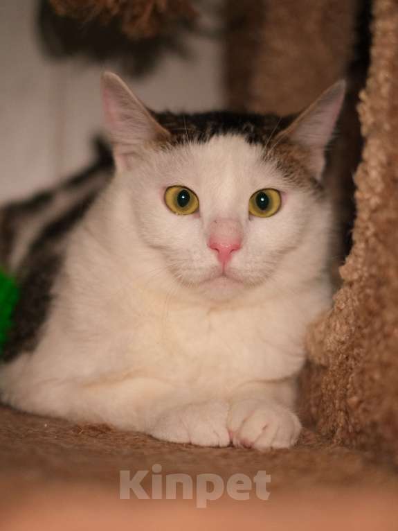 Кошки в Санкт-Петербурге: Кошка ищет дом Девочка, Бесплатно - фото 4