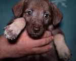 Собаки в Новочеркасске: Отдам щенка в добрые руки Девочка, Бесплатно - фото 1