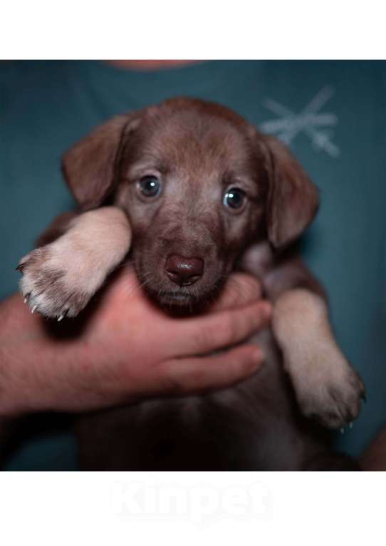 Собаки в Новочеркасске: Отдам щенка в добрые руки Девочка, Бесплатно - фото 1