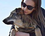 Собаки в Мытищах: Мартин ищет дом Мальчик, Бесплатно - фото 8