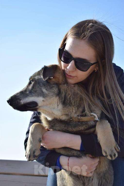 Собаки в Мытищах: Мартин ищет дом Мальчик, Бесплатно - фото 8