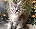 Кошки в Санкт-Петербурге: Котик мейн кун чёрный мраморный серебряный Мальчик, 45 000 руб. - фото 6