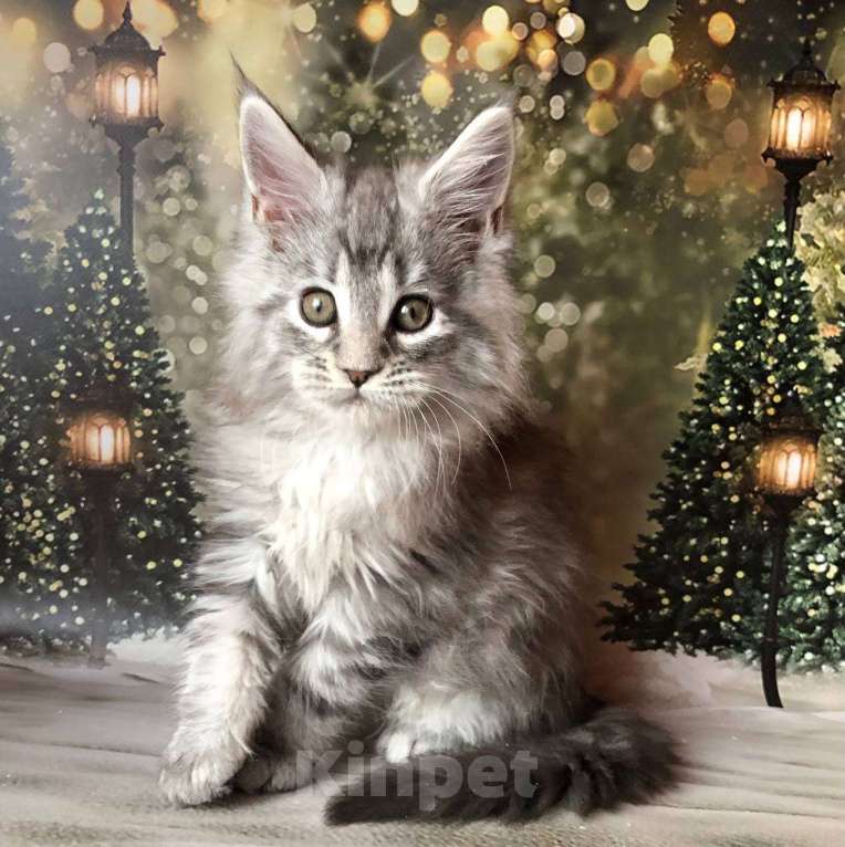 Кошки в Санкт-Петербурге: Котик мейн кун чёрный мраморный серебряный Мальчик, 45 000 руб. - фото 6