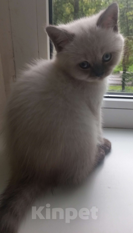 Кошки в Москве: Шотландская девочка колор-поинт с документами Девочка, 20 000 руб. - фото 7