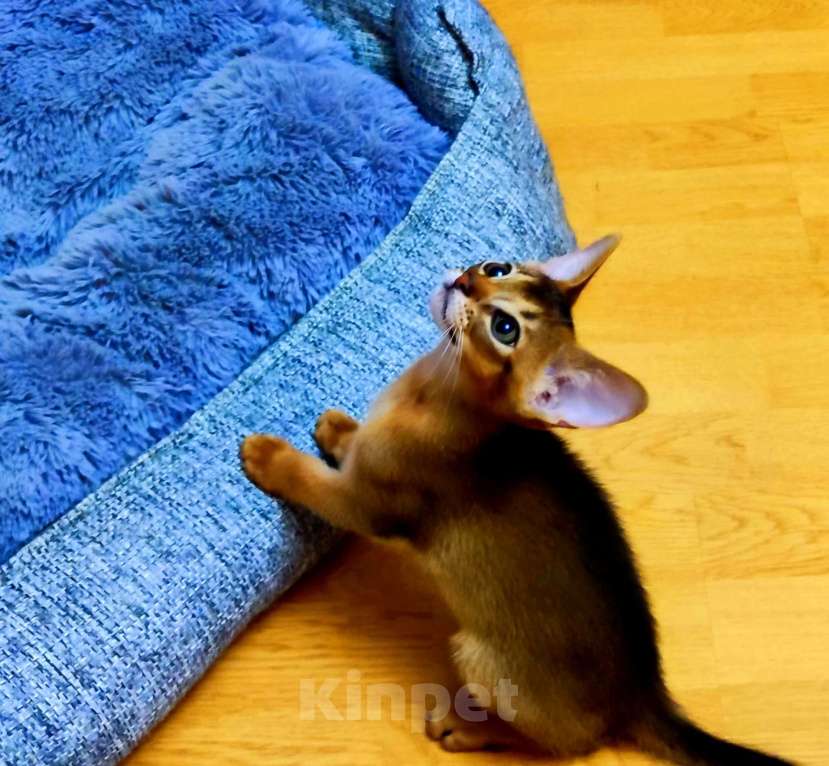 Кошки в Москве: Шикарные абиссинские котята питомника «ELDAMAR» Мальчик, 100 000 руб. - фото 4