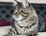 Кошки в Дедовске: Очаровательный Игнат  Мальчик, 35 000 руб. - фото 5