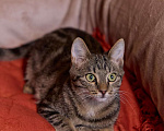 Кошки в Ореховом-Зуево: Мраморный котик Мальчик, Бесплатно - фото 3